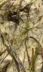 Halodule wrightii