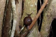 Sphaerospira fraseri