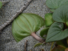 Dioscorea fastigiata