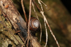 Sphaerospira fraseri