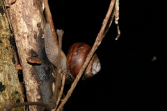 Sphaerospira fraseri