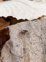 Heleomyzidae