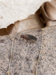Heleomyzidae