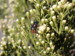 Cochliomyia