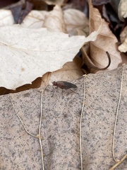 Heleomyzidae