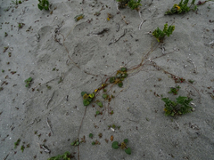 Dioscorea fastigiata