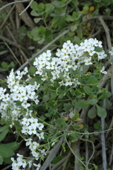 Draba borealis