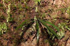 Notogrammitis billardierei