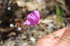Clarkia