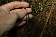 Notogrammitis billardierei