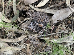 Clavulina cinerea