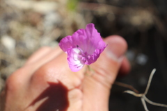 Clarkia