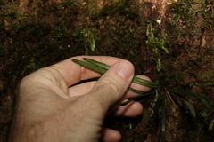 Notogrammitis billardierei