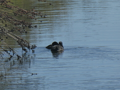 Fulica americana americana