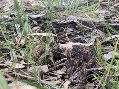Clavulina cinerea