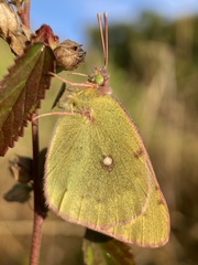 Colias poliographus