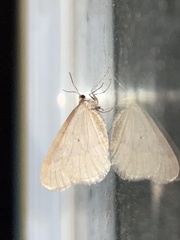 Operophtera bruceata