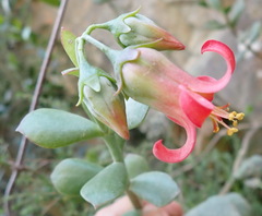 Cotyledon woodii