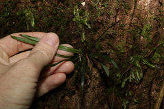 Notogrammitis billardierei