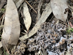 Clavulina cinerea