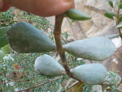 Cotyledon woodii