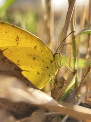 Eurema mandarina