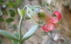 Cotyledon woodii