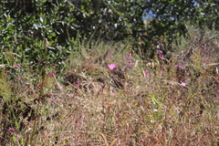 Clarkia
