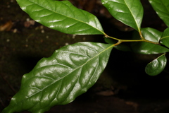 Cryptocarya macdonaldii