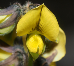 Crotalaria incana