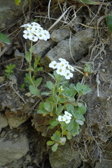 Draba borealis