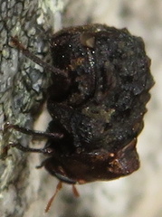Neochlamisus