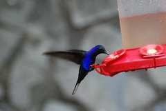 Campylopterus hemileucurus