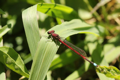 Oxyagrion terminale