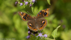 Junonia