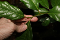Cryptocarya macdonaldii