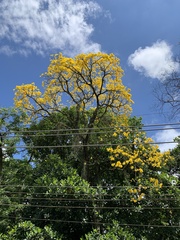 Handroanthus umbellatus
