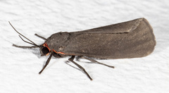 Virbia laeta