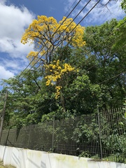 Handroanthus umbellatus