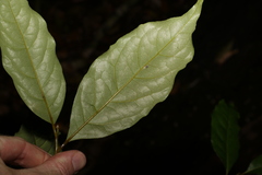 Cryptocarya macdonaldii
