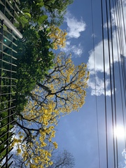 Handroanthus umbellatus