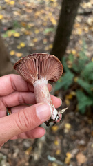Lactarius subpurpureus