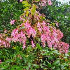 Fuchsia arborescens
