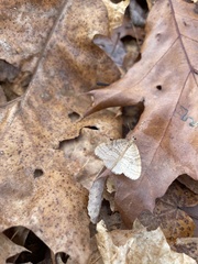 Operophtera bruceata