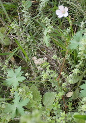 Geranium ornithopodon