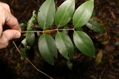 Psydrax lamprophylla