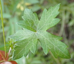 Geranium ornithopodon
