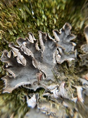 Peltigera membranacea