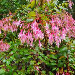 Fuchsia arborescens