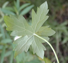 Geranium ornithopodon